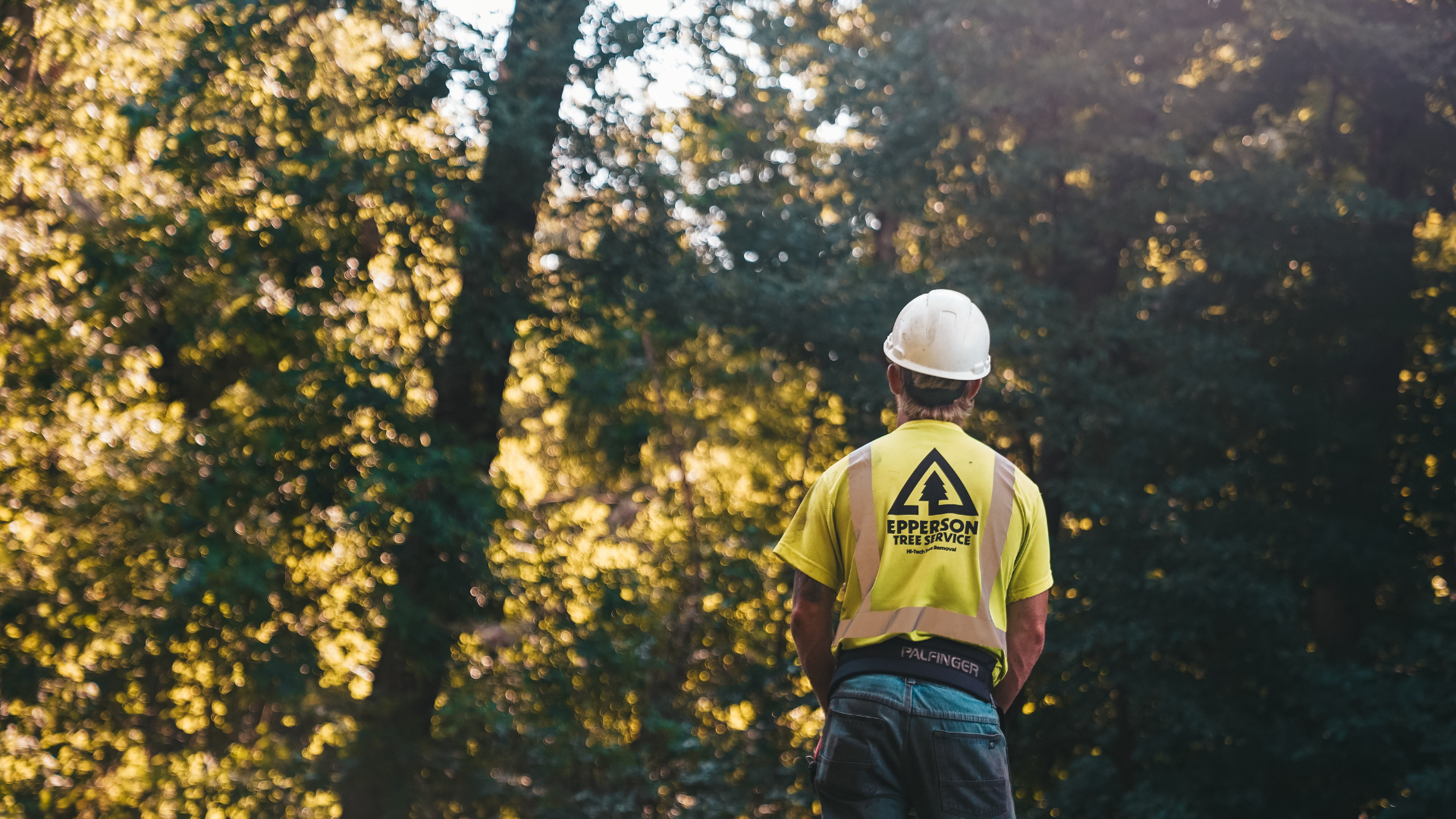Top 5 Tree Service Companies in Minneapolis, Minnesota