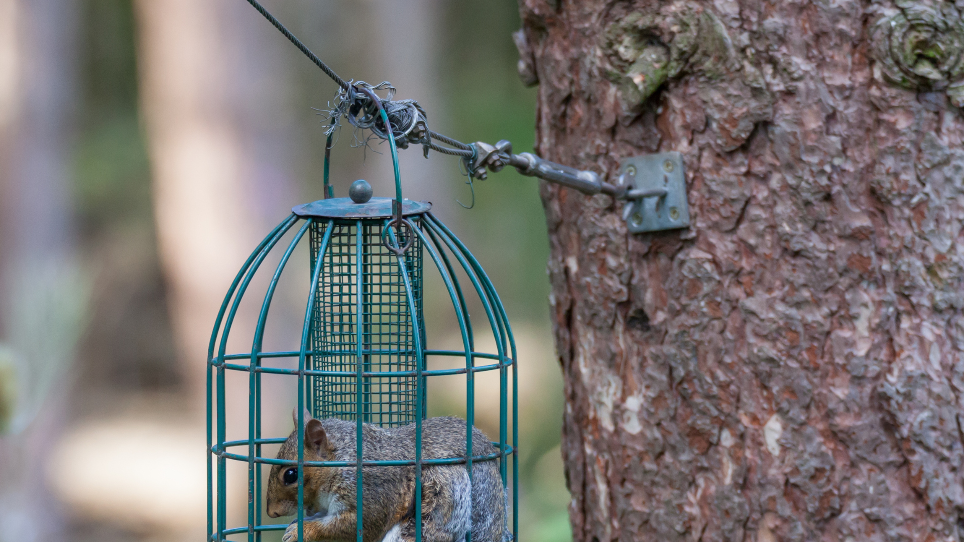 Effective Methods to Keep Squirrels off Your Roof