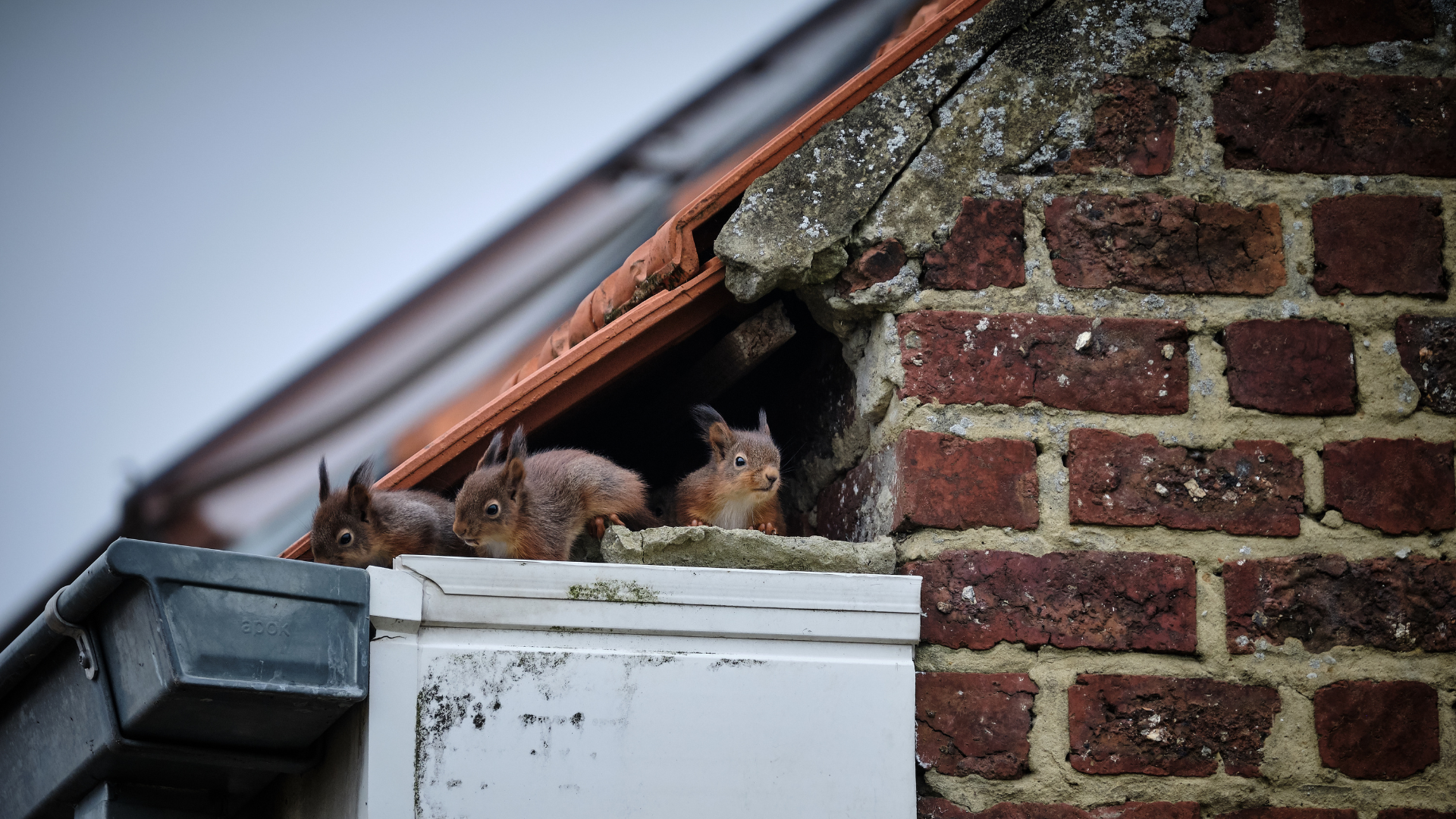 Gutter guards and leaf protection on a Minneapolis roof — keeping debris, leaves, and animals out of the gutter system