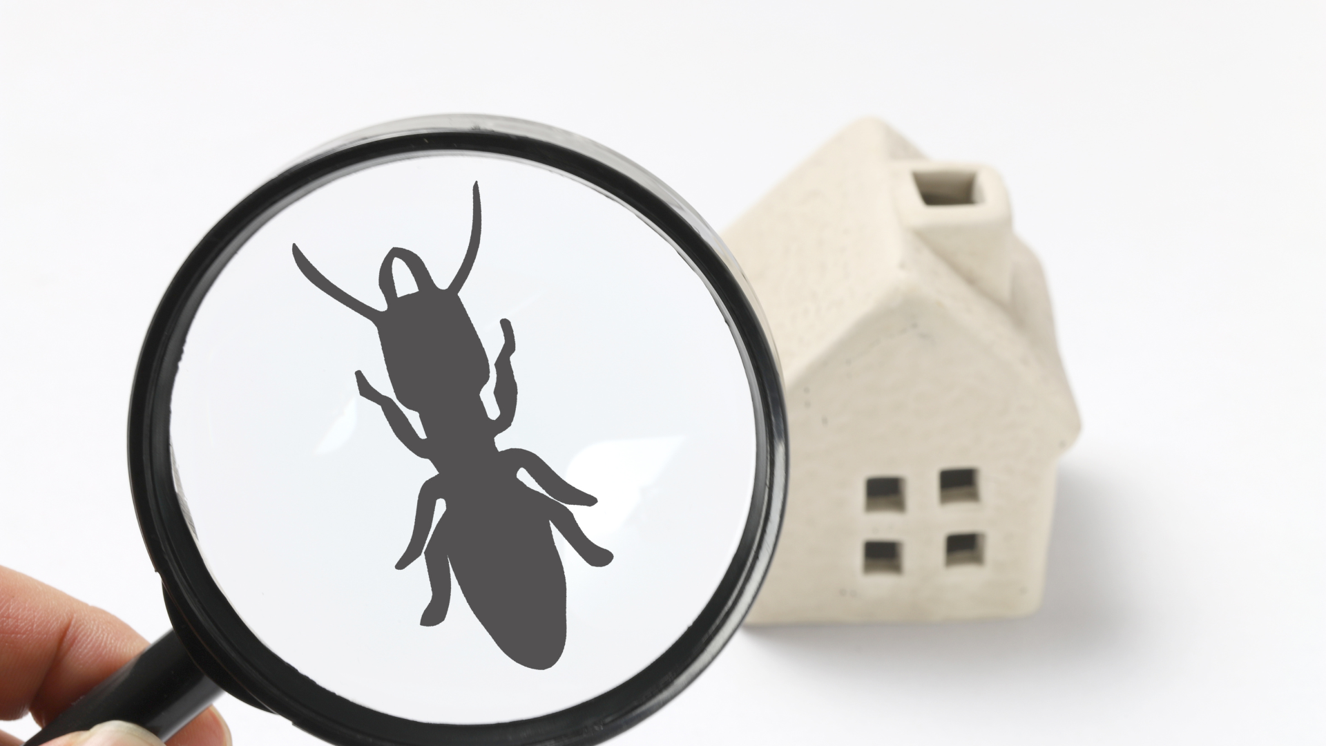 Factors to Consider When Choosing a Pest Control Company
